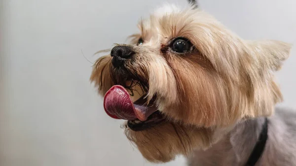 Hund Grooming Och Professionell Service Sällskapsdjur Salong Groomer — Stockfoto