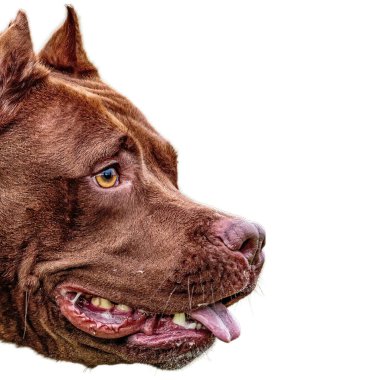 Köpek sahada koşuyor ve yarışmada son sürat beyaz arka planda izole edilmiş kamerada takip ediyor.