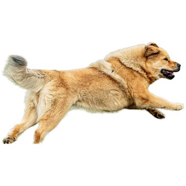 Köpek sahada koşuyor ve yarışmada son sürat beyaz arka planda izole edilmiş kamerada takip ediyor.