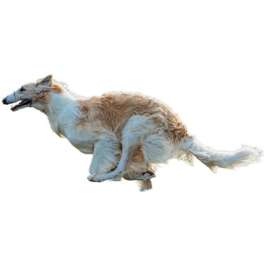 Köpek sahada koşuyor ve yarışmada son sürat beyaz arka planda izole edilmiş kamerada takip ediyor.