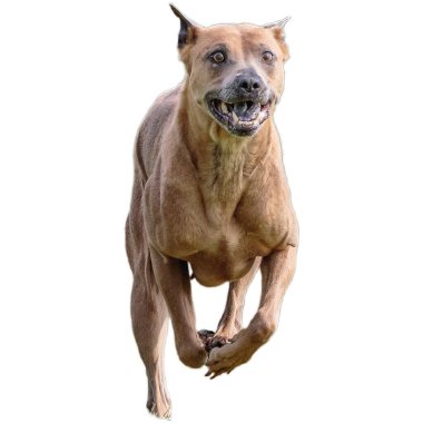 Köpek sahada koşuyor ve yarışmada son sürat beyaz arka planda izole edilmiş kamerada takip ediyor.