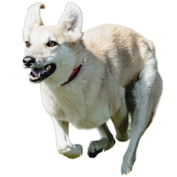 Pies Biegający Terenie Goniący Pełną Prędkością Zawodach Prosto Przed Kamerą — Zdjęcie stockowe