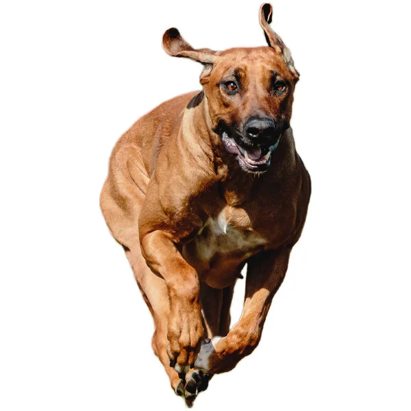 Perro Corriendo Campo Persiguiendo Toda Velocidad Competencia Directamente Cámara Aislado —  Fotos de Stock