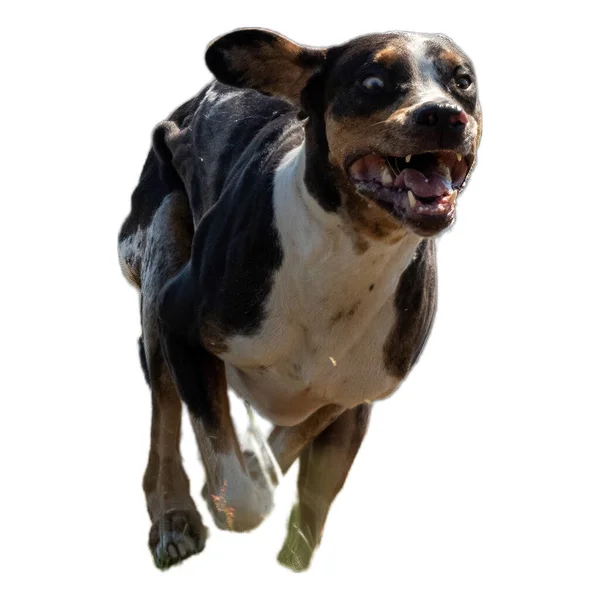 Perro Corriendo Campo Persiguiendo Toda Velocidad Competencia Directamente Cámara Aislado — Foto de Stock