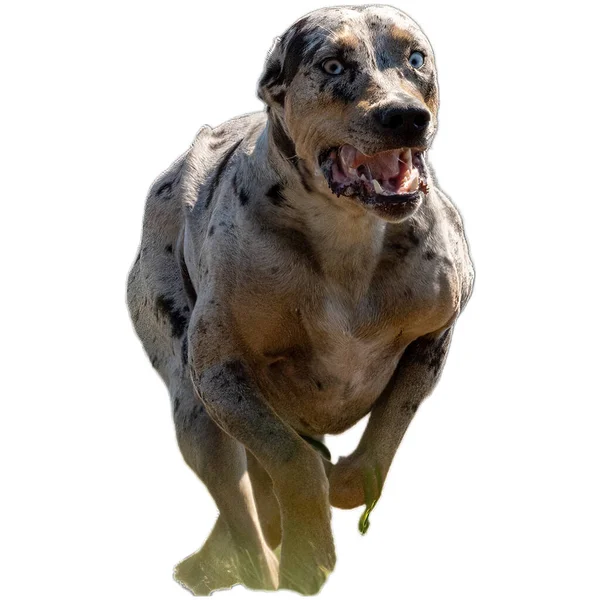 Pies Biegający Terenie Goniący Pełną Prędkością Zawodach Prosto Przed Kamerą — Zdjęcie stockowe