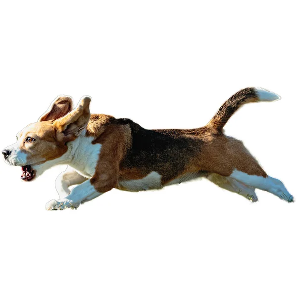 白い背景に隔離されたカメラでまっすぐに競争の完全な速度で走り 追いかける犬 — ストック写真
