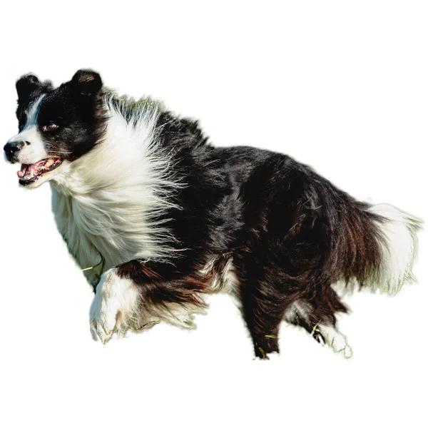 Câine Alergând Teren Alergând Viteză Maximă Concurență Direct Camera Izolată — Fotografie, imagine de stoc