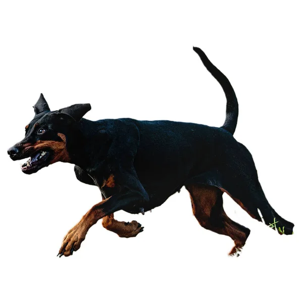 Stock image Dog running in field and chasing at full speed on competition straight on camera isolated on white background