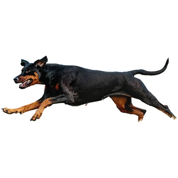 stock image Dog running in field and chasing at full speed on competition straight on camera isolated on white background