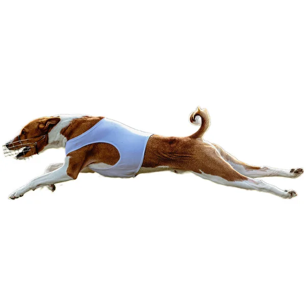 Perro Corriendo Campo Persiguiendo Toda Velocidad Competencia Directamente Cámara Aislado — Foto de Stock