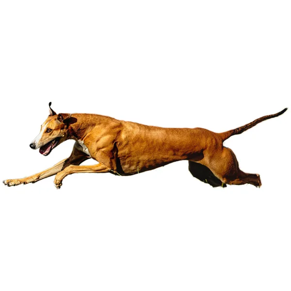 stock image Dog running in field and chasing at full speed on competition straight on camera isolated on white background