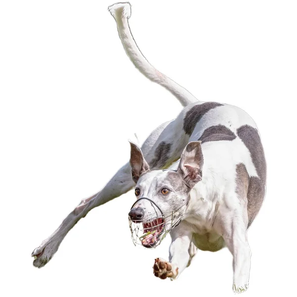 Köpek Sahada Koşuyor Yarışmada Son Sürat Beyaz Arka Planda Izole — Stok fotoğraf