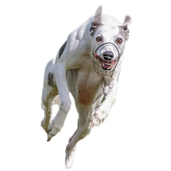 Perro Corriendo Campo Persiguiendo Toda Velocidad Competencia Directamente Cámara Aislado —  Fotos de Stock