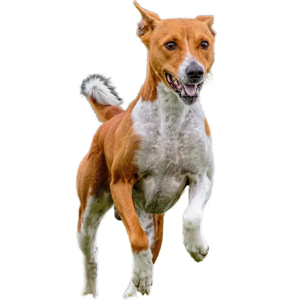Hund Läuft Feld Und Jagt Mit Voller Geschwindigkeit Auf Wettbewerb — Stockfoto