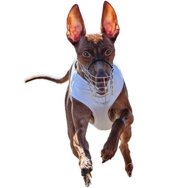 stock image Dog running in field and chasing at full speed on competition straight on camera isolated on white background