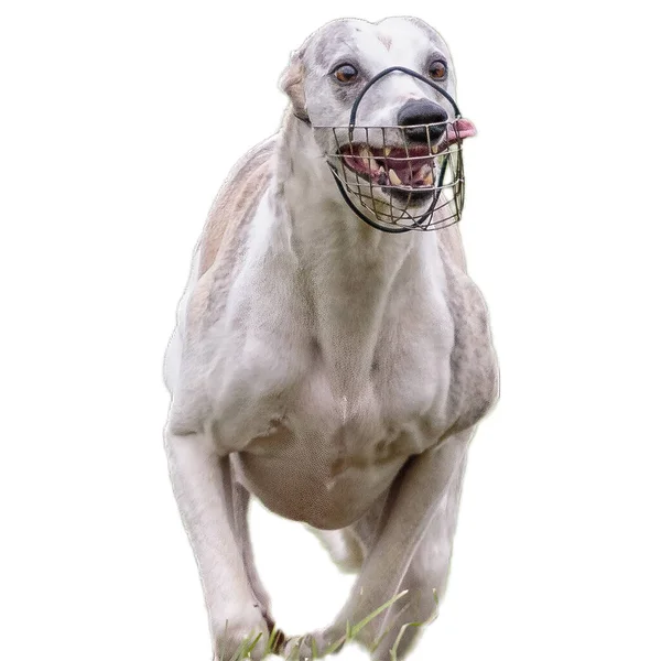 Собака Бегает Поле Гонится Полной Скорости Соревнованиях Прямо Камеру Изолированы — стоковое фото