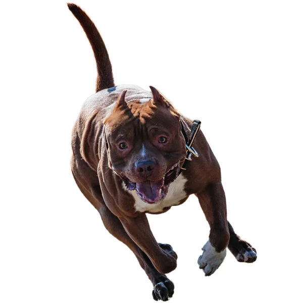 Собака Бігає Полі Переслідує Повній Швидкості Змаганнях Прямо Камеру Ізольовано — стокове фото