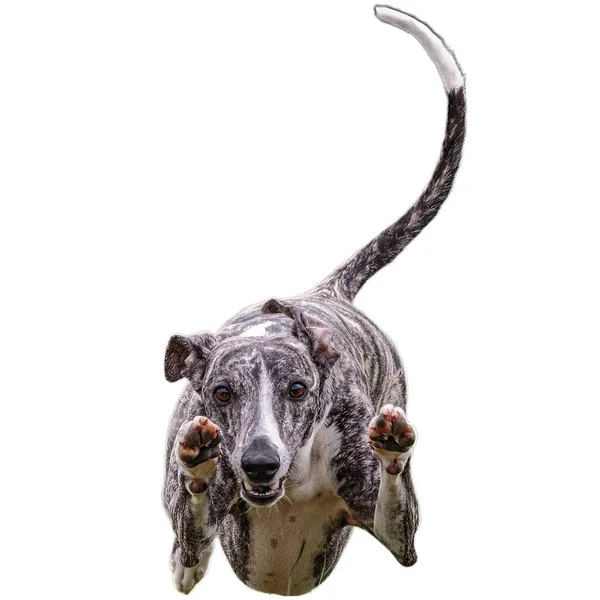 Pes Běží Poli Honí Plné Rychlosti Konkurenci Přímo Kameře Izolované — Stock fotografie