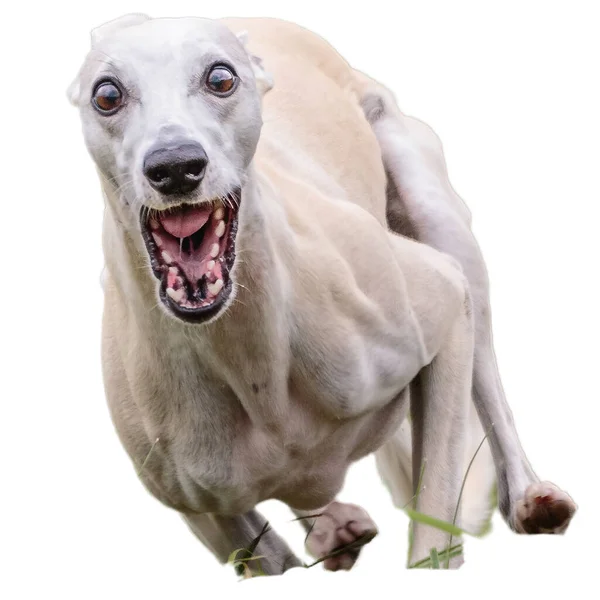 Hond Rennen Het Veld Jagen Volle Snelheid Concurrentie Rechtstreeks Camera — Stockfoto