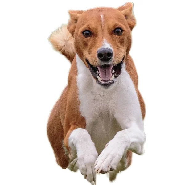 Anjing Berlari Lapangan Dan Mengejar Dengan Kecepatan Penuh Pada Kompetisi — Stok Foto
