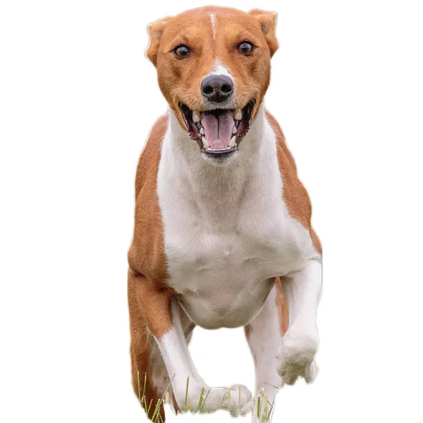 stock image Dog running in field and chasing at full speed on competition straight on camera isolated on white background