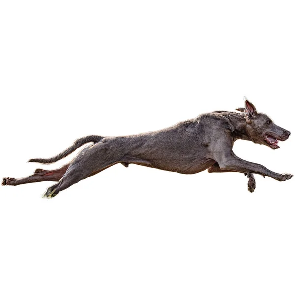 Собака Бігає Полі Переслідує Повній Швидкості Змаганнях Прямо Камеру Ізольовано — стокове фото