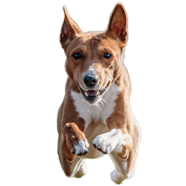 stock image Dog running in field and chasing at full speed on competition straight on camera isolated on white background