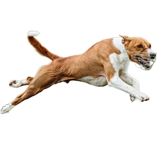 Dog Running Field Chasing Full Speed Competition Straight Camera Isolated — Stock Photo, Image