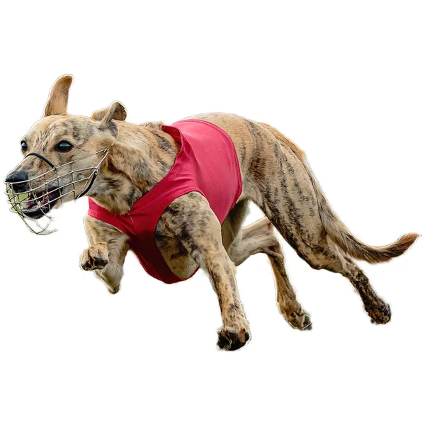 Hond Rennen Het Veld Jagen Volle Snelheid Concurrentie Rechtstreeks Camera — Stockfoto