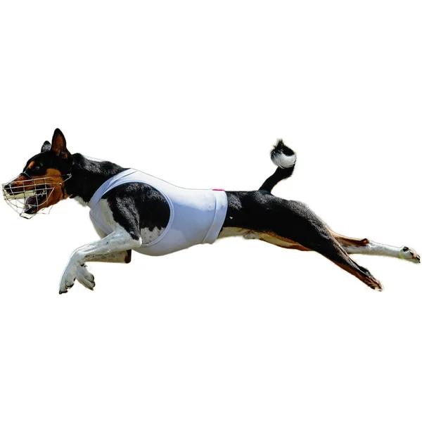 Dog Running Field Chasing Full Speed Competition Straight Camera Isolated — Stock Photo, Image