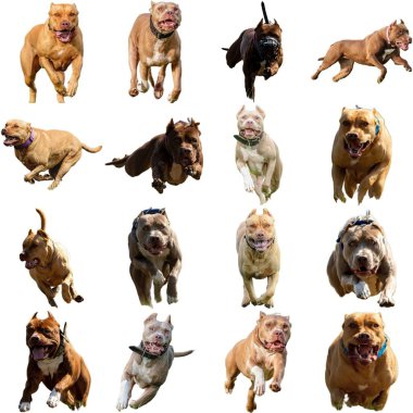 American Staffordshire Terrier köpek kolajı yarışmada son sürat beyaz arka planda izole edilmiş kamerayla avlanıyor.