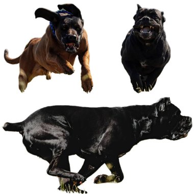 Cane Corso köpek kolajı yarışmada son sürat beyaz arka planda izole edilmiş kamerada avlanmaya devam ediyor.