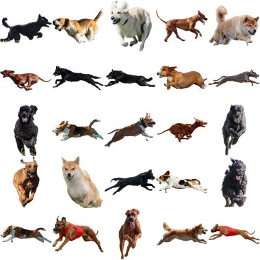 Çeşitli köpek kolaj üretir. Koşar, avlanır. Beyaz arka planda izole edilmiş avlanır.