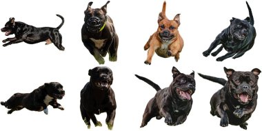 Staffordshire Boğa Teriyeri köpek kolajı yarışmada son sürat beyaz arka planda izole edilmiş kamerayla avlanıyor.