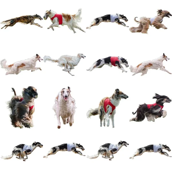 Borzoi Collage Perro Corriendo Captura Caza Directamente Cámara Aislada Sobre —  Fotos de Stock