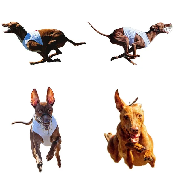 Cirneco Dell Etna Collage Perro Corriendo Captura Caza Directamente Cámara —  Fotos de Stock
