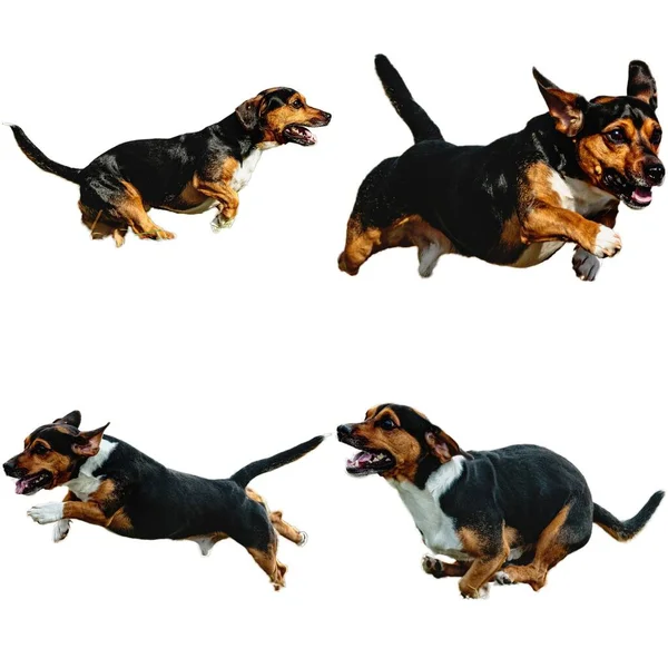 Dachshund Collage Perro Corriendo Captura Caza Directamente Cámara Aislada Sobre —  Fotos de Stock