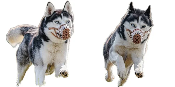 Husky Dog Collage Running Captura Caça Linha Reta Câmera Isolada — Fotografia de Stock