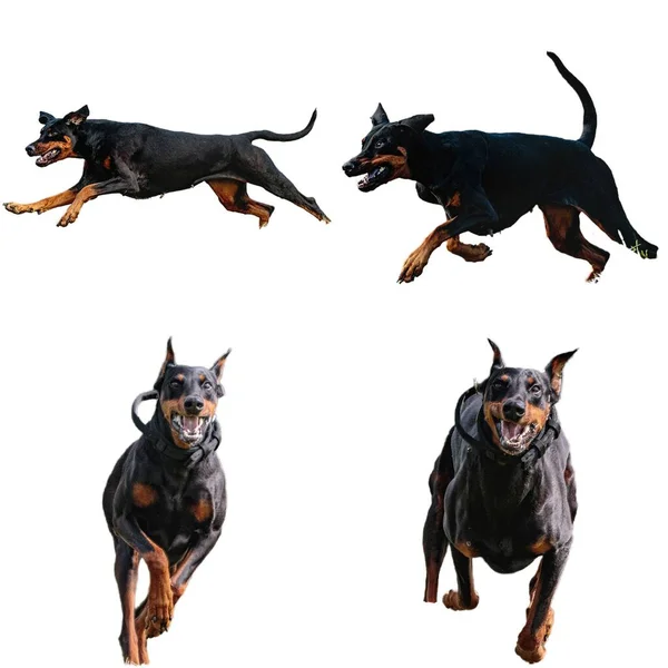 Dobermann Collage Perro Corriendo Captura Caza Directamente Cámara Aislada Sobre —  Fotos de Stock
