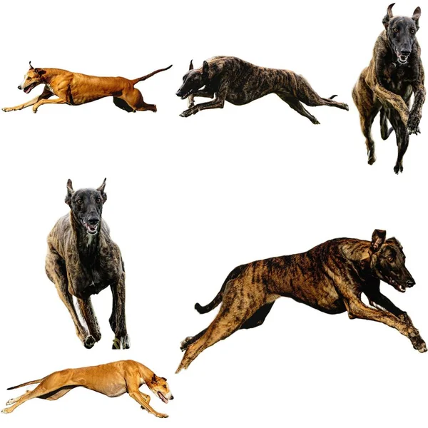 Greyhound Collage Perro Corriendo Captura Caza Directamente Cámara Aislada Fondo —  Fotos de Stock