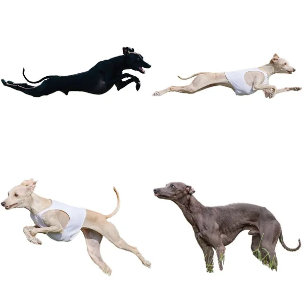 Italian Greyhound Dog Collage Running Catching Hunting Straight Camera Isolated — Stock Photo, Image
