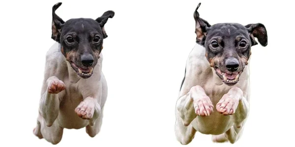 Japonés Terrier Perro Collage Corriendo Captura Caza Directamente Cámara Aislada — Foto de Stock