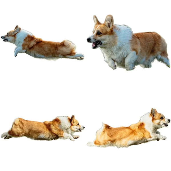 Pembroke Galés Corgi Collage Perro Corriendo Captura Caza Directamente Cámara —  Fotos de Stock