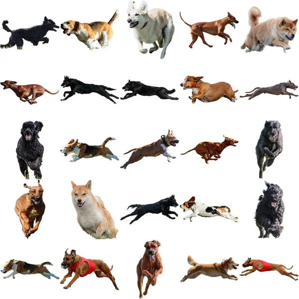 Varios Perros Razas Collage Correr Captura Caza Recta Cámara Aislado — Foto de Stock