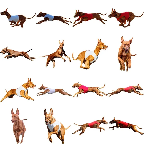 Pharaoh Hound dog collage running catching hunting straight on camera isolated on white background at full speed on competition