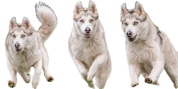 白狗拼图在比赛中以全速前进的速度用白色背景隔离的摄像机直接捕猎 — 图库照片