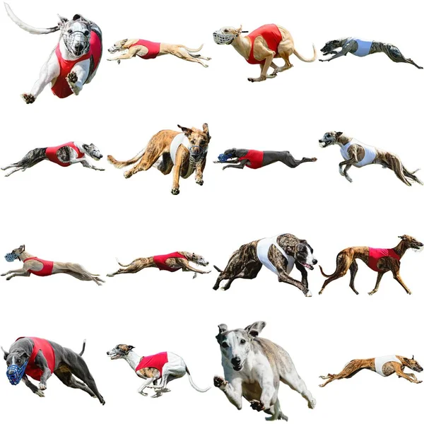 Whippet Sprinter Perro Collage Corriendo Captura Caza Directamente Cámara Aislada —  Fotos de Stock