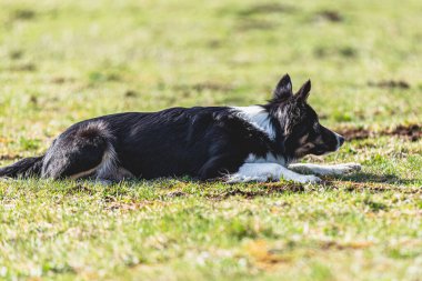 Köpek kameraya doğru koşuyor ve yeşil alanda yem peşinde koşuyor.