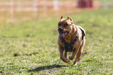 Köpek kameraya doğru koşuyor ve yeşil alanda yem peşinde koşuyor.