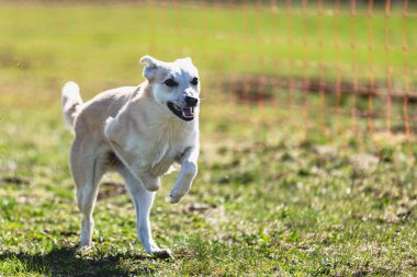 Köpek kameraya doğru koşuyor ve yeşil alanda yem peşinde koşuyor.